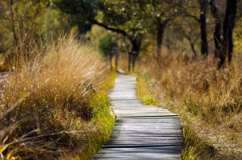 Woodland track